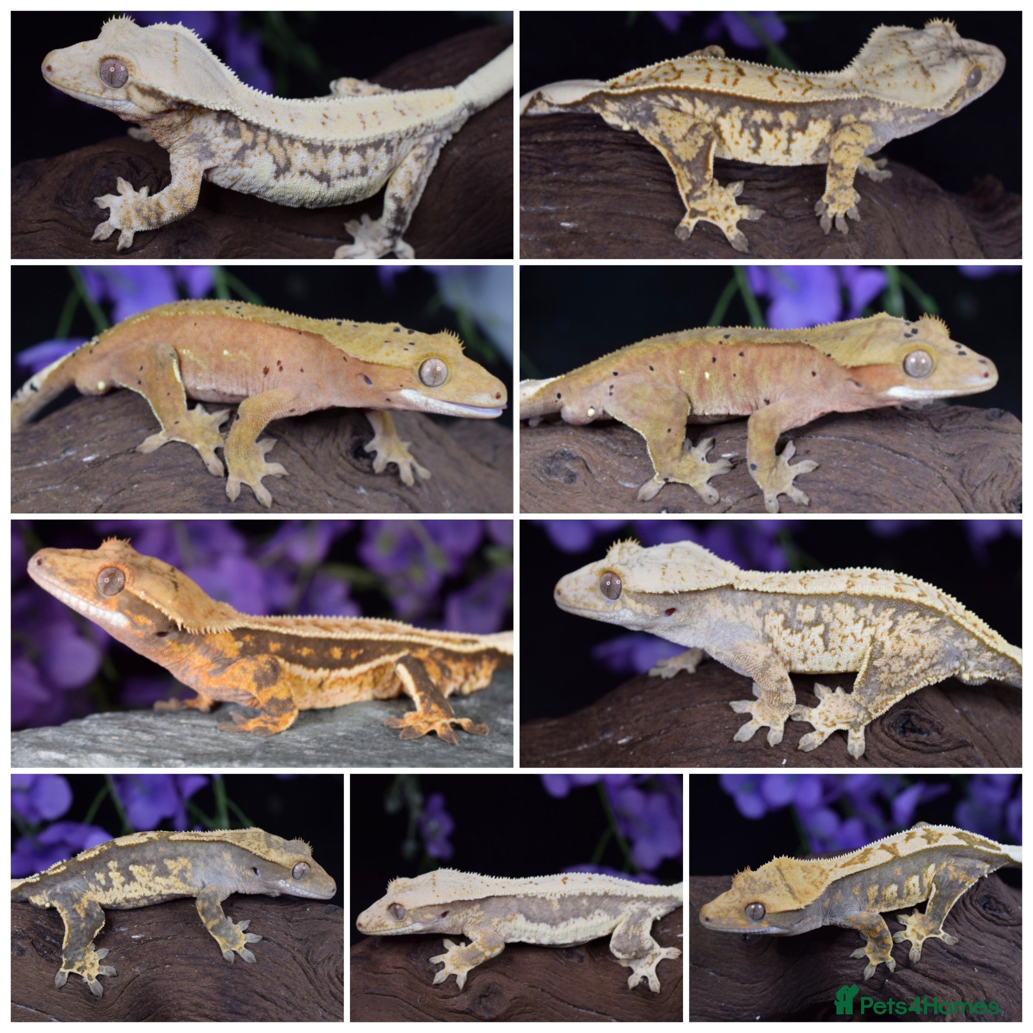 Gecko reptiles Various crested geckos - Advert 1