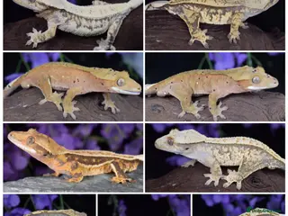 Gecko reptiles Various crested geckos - Advert 1