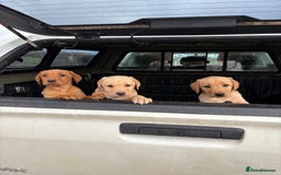 Labrador Retriever dogs for sale: Labrador pup’s for sale  - Image 1