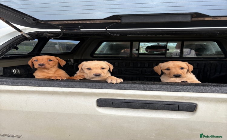 Labrador Retriever dogs - Advert 11