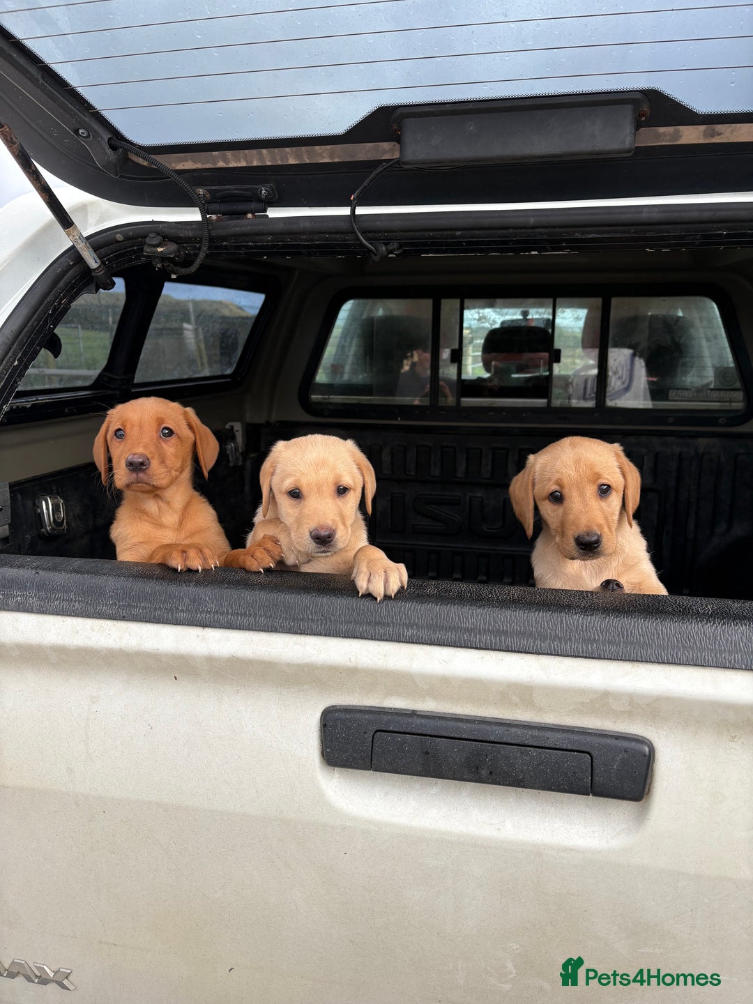 Labrador Retriever dogs for sale: Labrador pup’s for sale  - Image 1