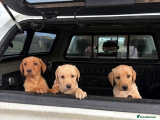 Labrador Retriever dogs - Advert 17