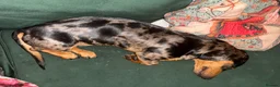 Dachshund dogs for sale: Beautiful KC Registered Dapple Mini Dachshund - Advert 3