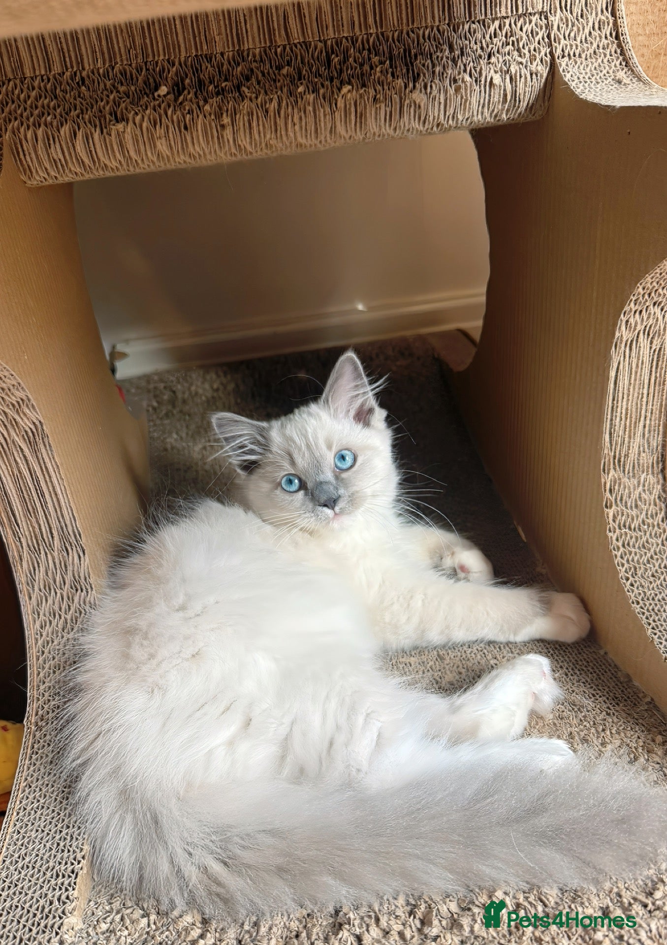Ragdoll cats for sale: Ready Now DNA tested TICA Reg. Ragdoll Kittens  - Advert 2