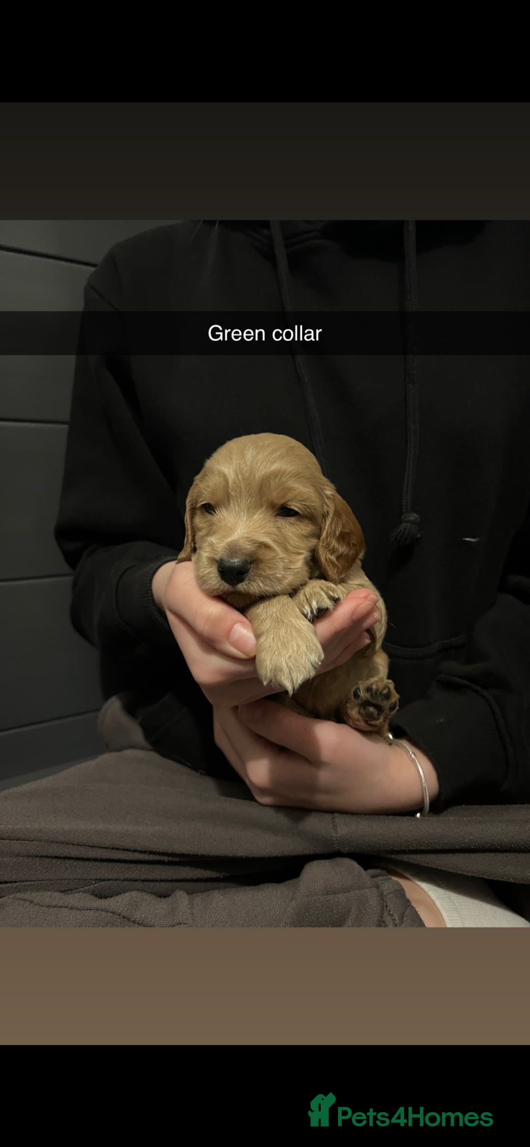 Cockapoo dogs for sale: F1b cockapoo puppies  - Advert 4