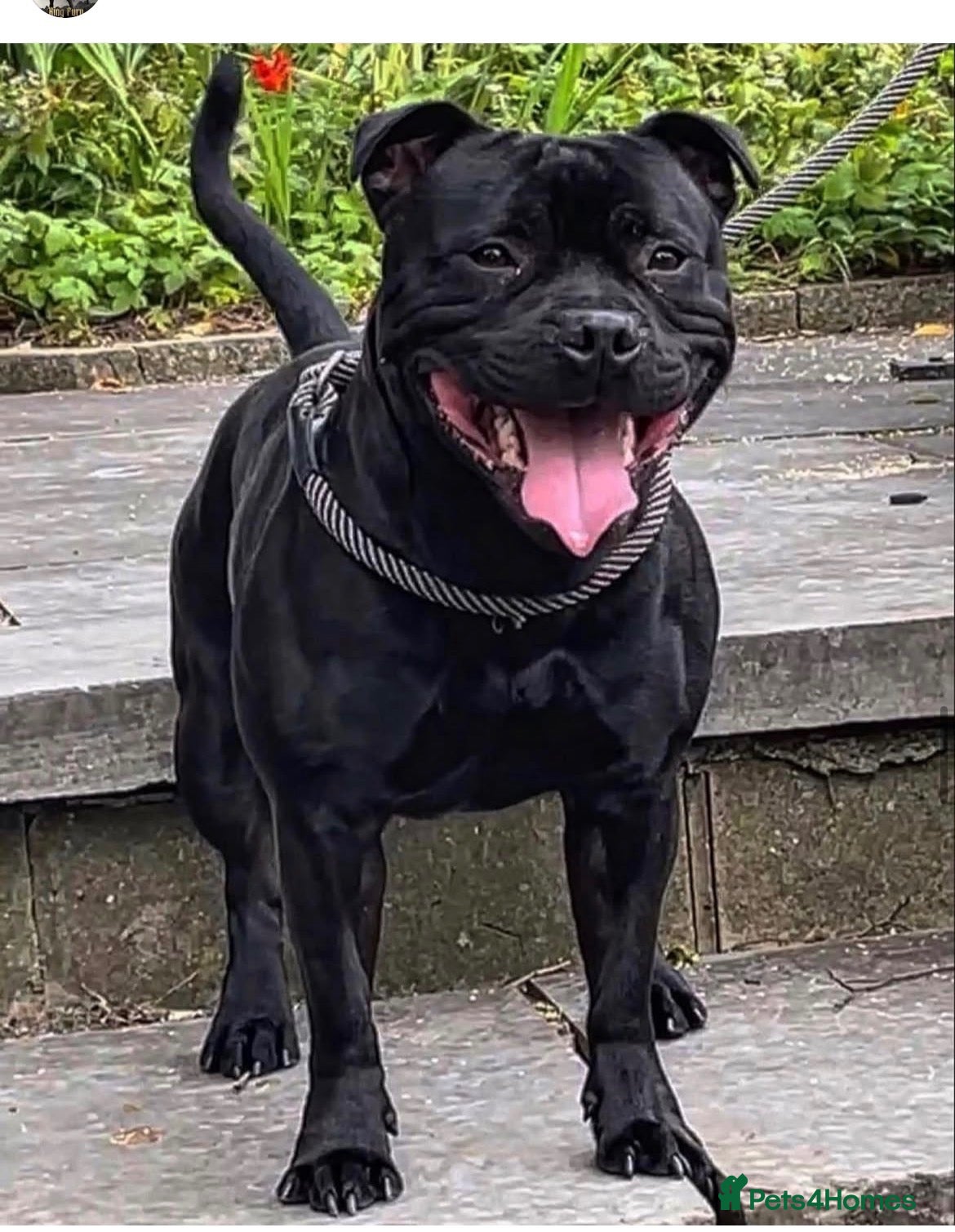 Staffordshire Bull Terrier dogs Blue Staffordshire Bull Terriers K.C Registered - Advert 2