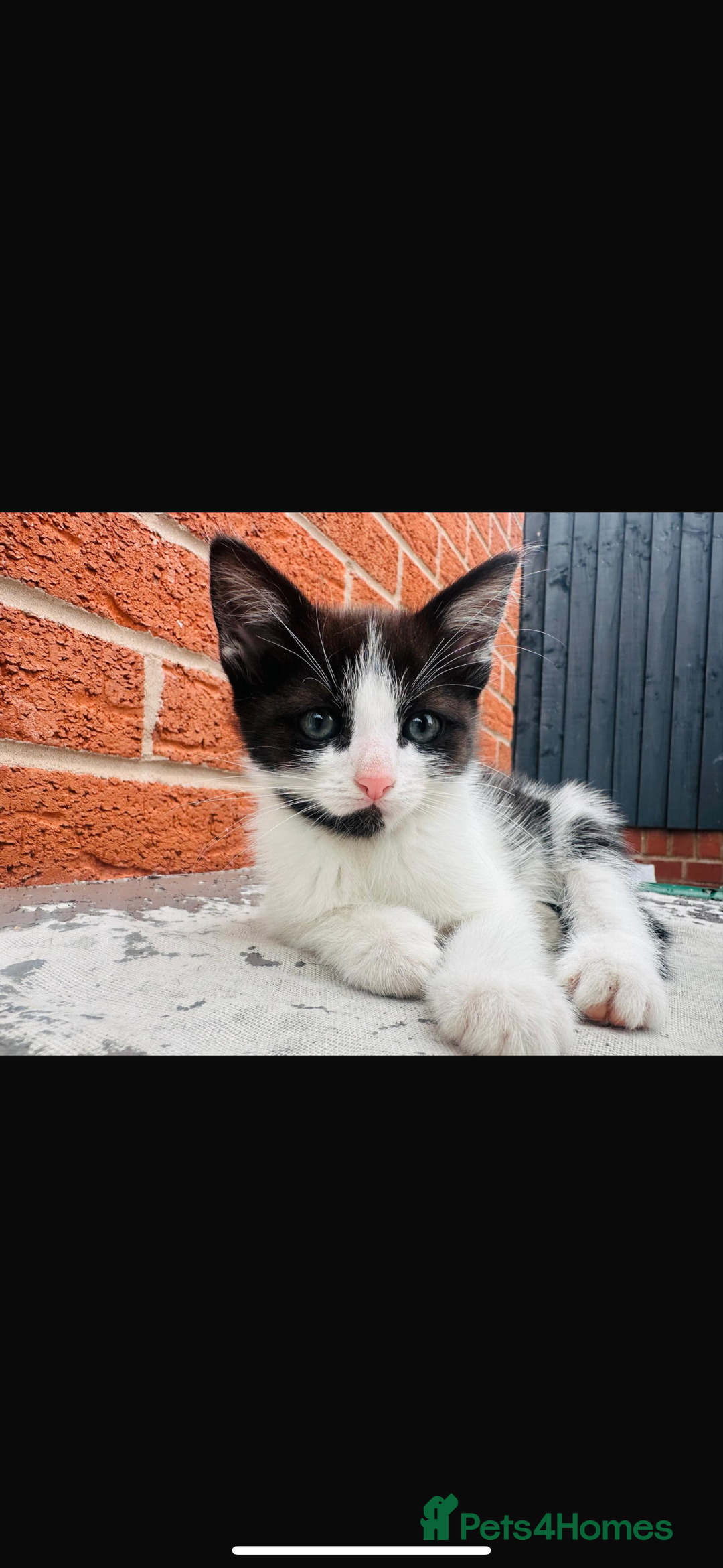 Domestic Shorthair cats for sale: Kittens looking for a loving home - Image 2