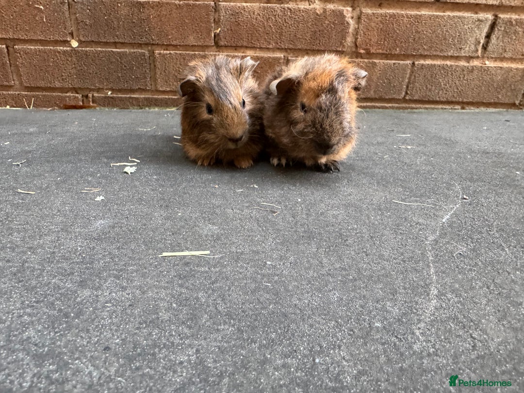 Guinea Pig rodents for sale: Stunning baby male guinea pigs  - Image 8