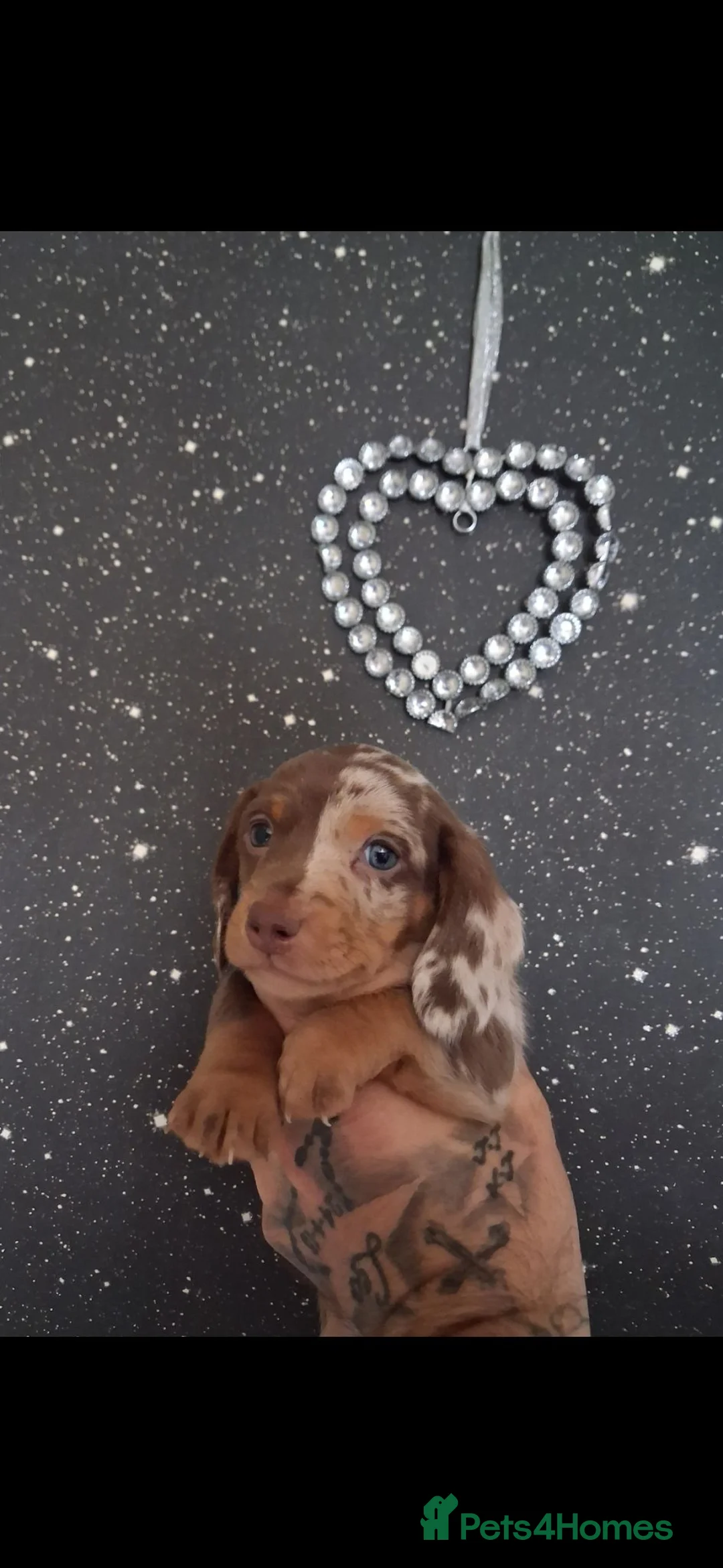 Dachshund dogs for sale: KC Registerd miniture daushands - Advert 1