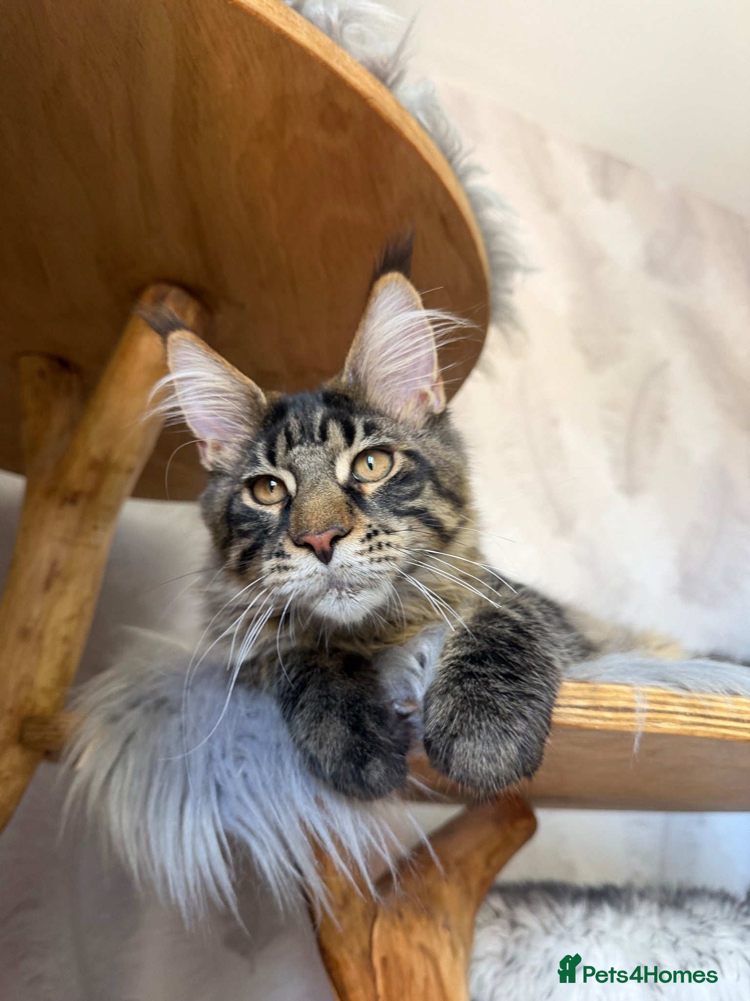 Maine Coon cats XL TICA registered Maine Coon kitten - Advert 2
