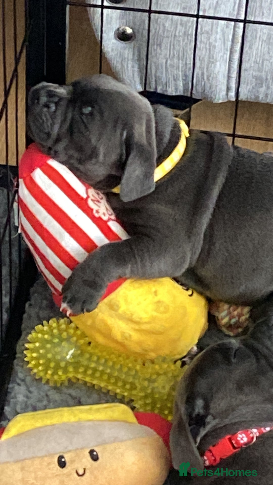 Staffordshire Bull Terrier dogs for sale: Beautiful Staffordshire bull terrier puppy’s  - Image 18