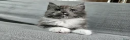 Maine Coon cats for sale: 2 beautiful Maine Coones left - Advert 8