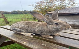 Continental Giant rabbits for sale: ONE female left!! B - Image 3
