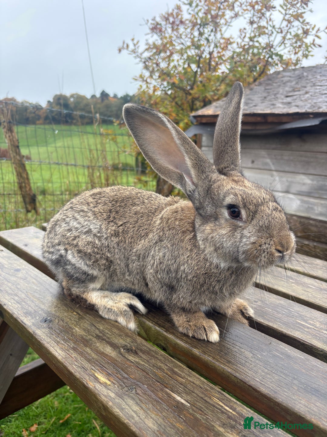 Continental Giant rabbits for sale: ONE female left!! B - Image 3