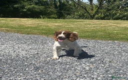 English Springer Spaniel dogs for sale: 🐾 Pedigree English Springer Spaniel Puppies 🐾 - Image 5
