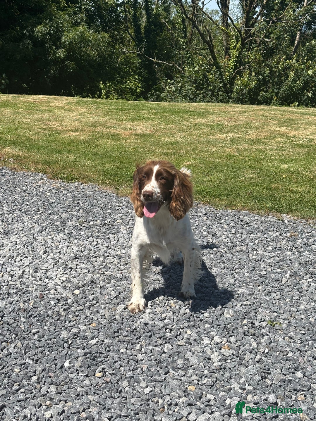 English Springer Spaniel dogs for sale: 🐾 Pedigree English Springer Spaniel Puppies 🐾 - Image 5