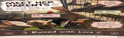 Continental Giant rabbits for sale: Continental giant rabbit  - Advert 1