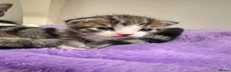 Mixed Breed cats for sale: 🐾 FLUFFY KITTENS ( ready to leave 8th Dec )  - Advert 3
