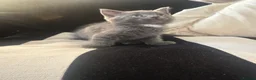 Mixed Breed cats for sale: Gorgeous kittens - Advert 4