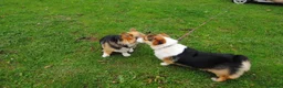 Welsh Corgi Pembroke dogs for stud:  Welsh Pembroke Corgi Boy Available for Stud  - Advert 3