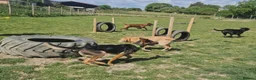 Mixed Breed dogs for adoption: AMELIA –   2 Years Old, Mixed Breed Girl  in Eastbourne - Advert 13