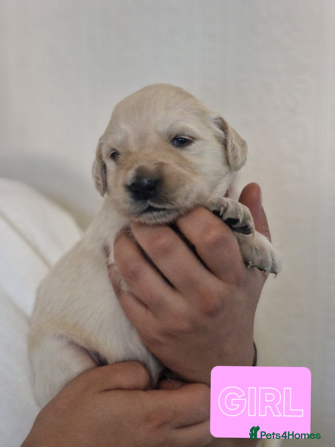 Golden Retriever dogs for sale: 🐾Pure Golden retrievers puppy🐾 - Image 7