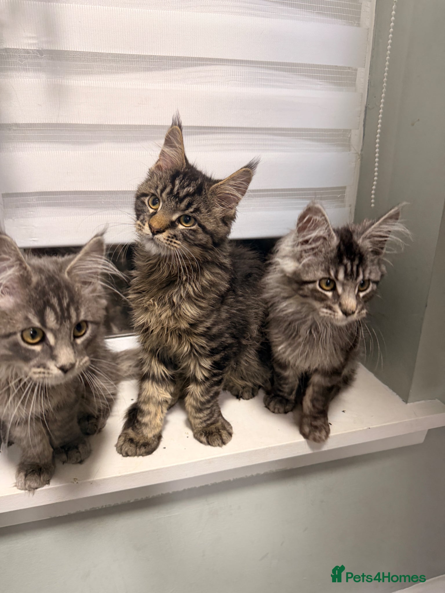 Maine Coon cats for sale: Beautiful kittens pure Maincoon  - Advert 4