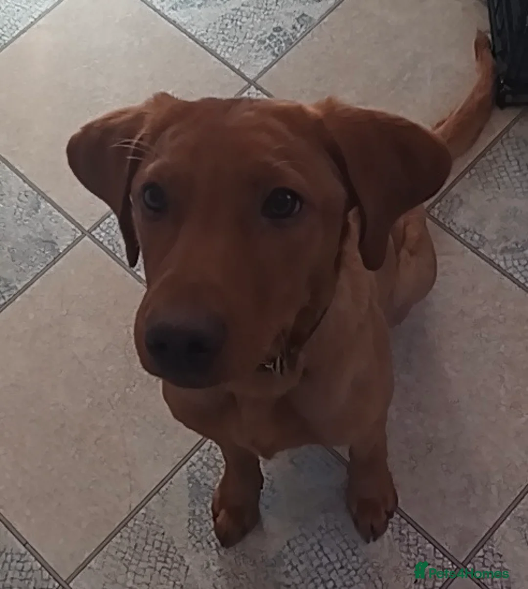 Labrador Retriever dogs for sale: KC Reg Deep Fox Red Lab -low parental hip score - Advert 8