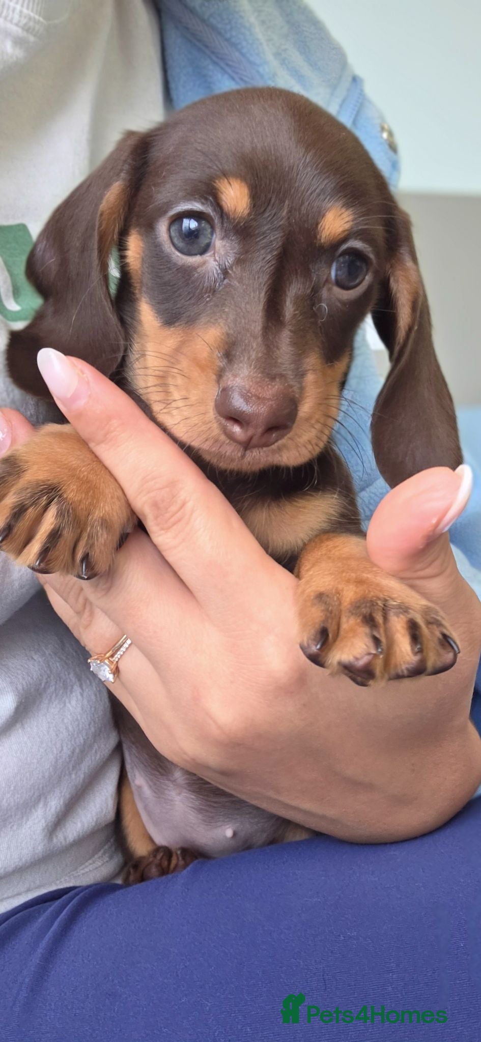 Miniature Dachshund dogs Kc Miniature Dachshund - Advert 11