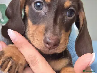 Miniature Dachshund dogs Kc Miniature Dachshund - Advert 11