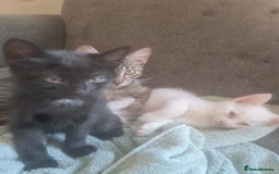 Mixed Breed cats for sale: Mixed breed kittens - Image 5