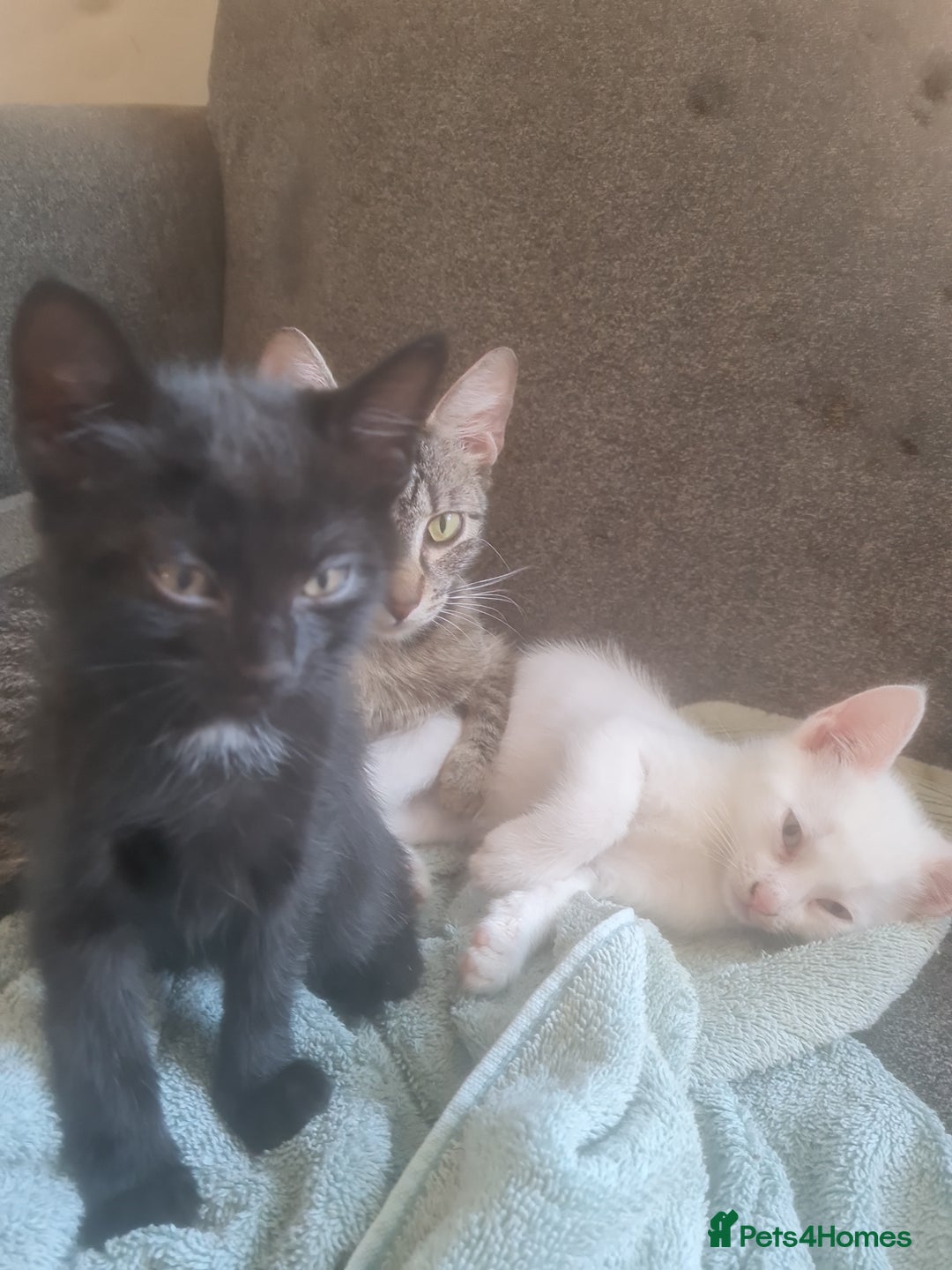 Mixed Breed cats for sale: Mixed breed kittens - Image 5