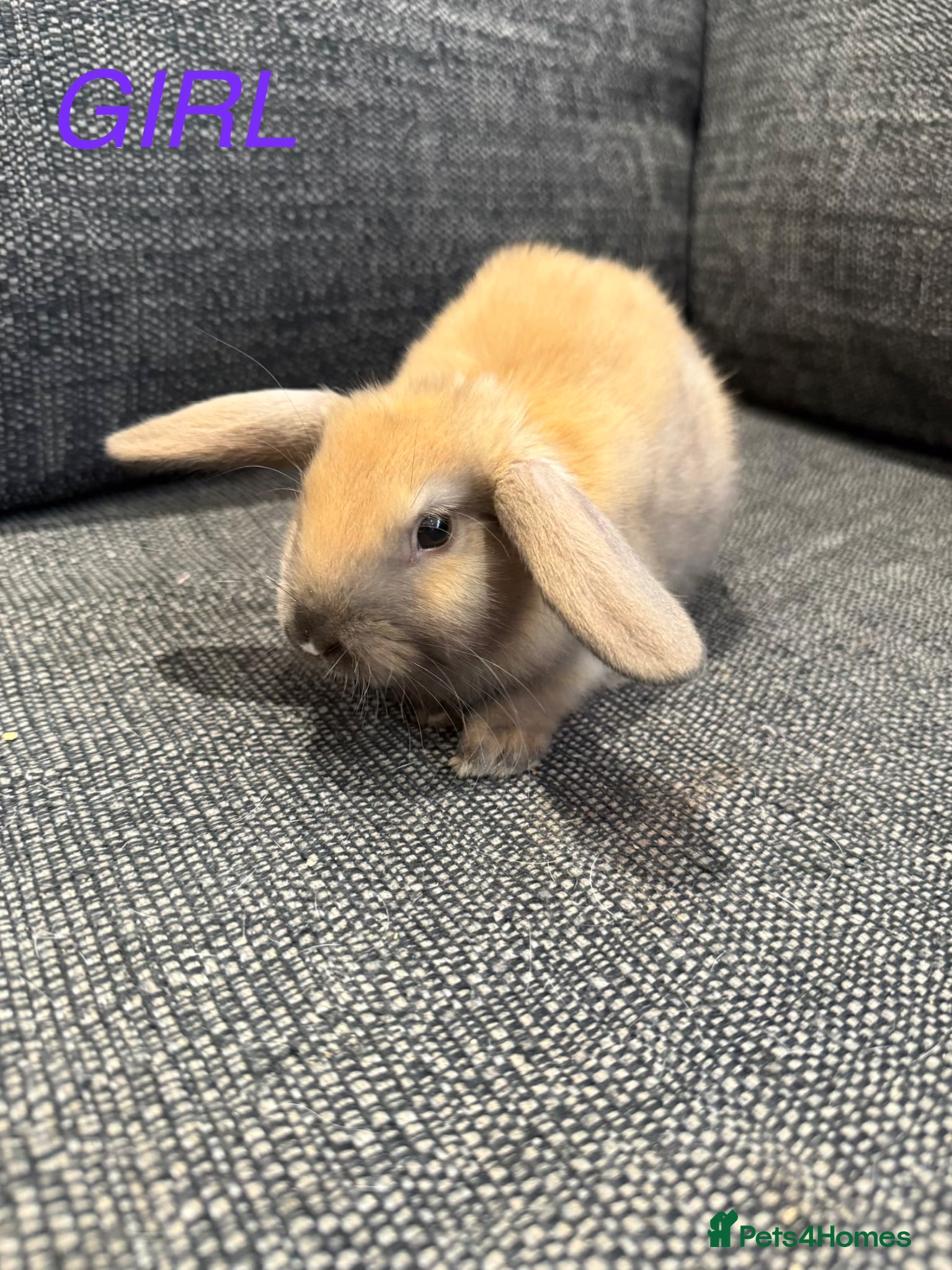 Mini Lion Lop rabbits 1 adorable Girl bunny for Sale 🩷💙 - Advert 1