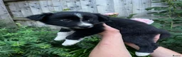 Border Collie dogs for sale: Border collie puppies - Advert 12