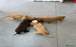 Cocker Spaniel dogs for stud: FTAW fully health tested working cocker stud in Leven - Image 21