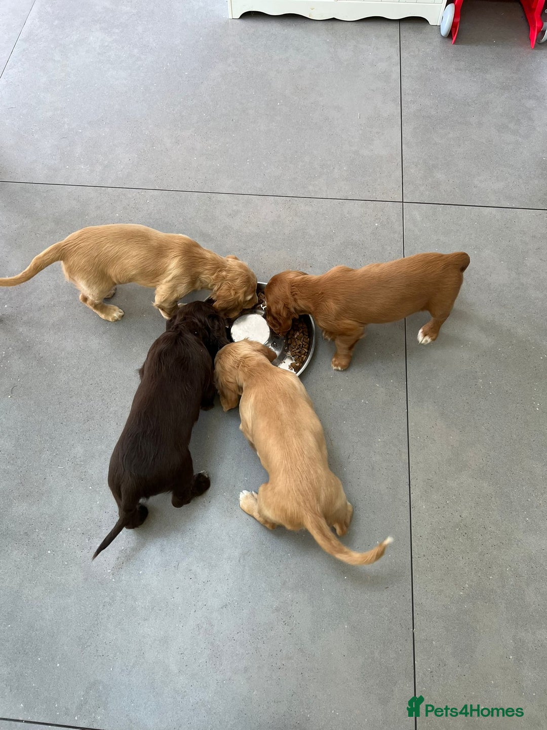 Cocker Spaniel dogs for stud: FTAW fully health tested working cocker stud in Leven - Image 21