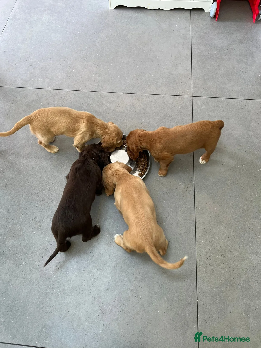 Cocker Spaniel dogs for stud: FTAW fully health tested working cocker stud in Leven - Advert 20