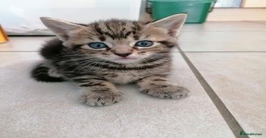 Mixed Breed cats - Advert 7