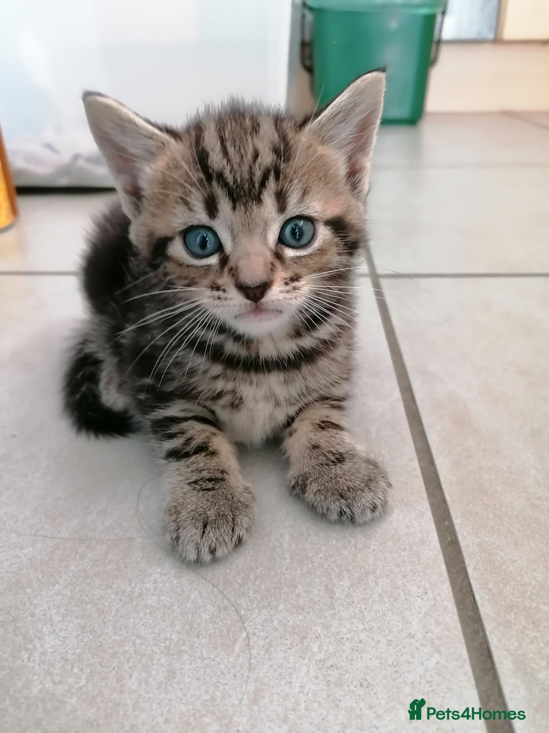 Mixed Breed cats for sale: Fluffy Bundles of Joy :) - Image 3