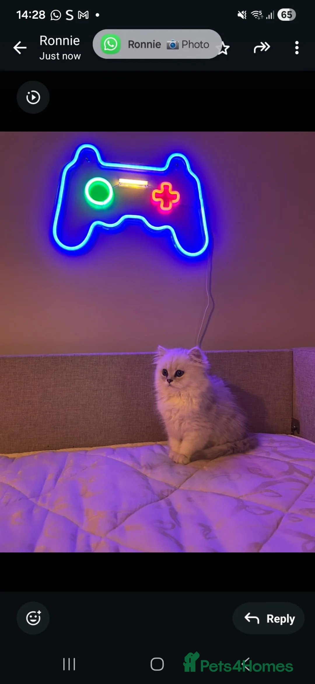 Persian cats for sale: Persiian chinchilla silver tip female - Advert 4