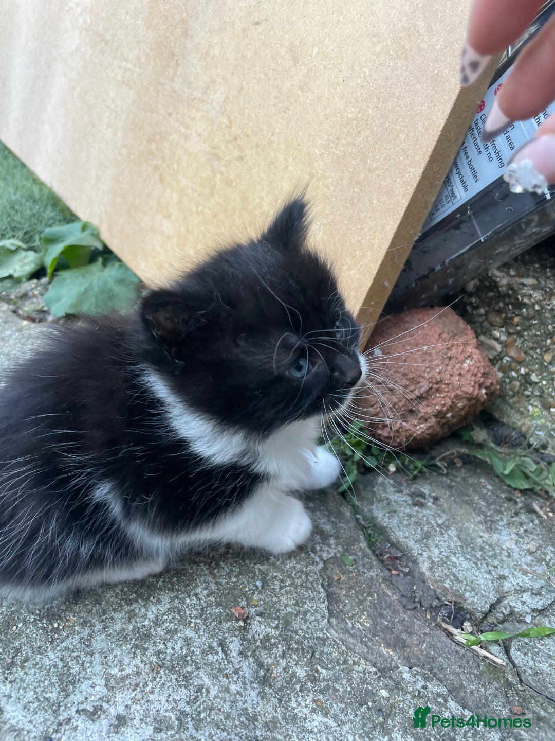 Mixed Breed cats for sale: Kittens for sale  - Image 30