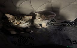 British Shorthair cats for sale: 10 week old kittens available free to a good home - Image 2