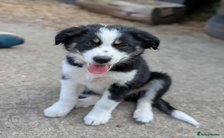 Mixed Breed dogs - Advert 10