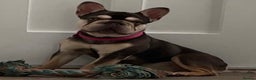 French Bulldog dogs for sale: Female French Bulldog For Sale - Advert 3