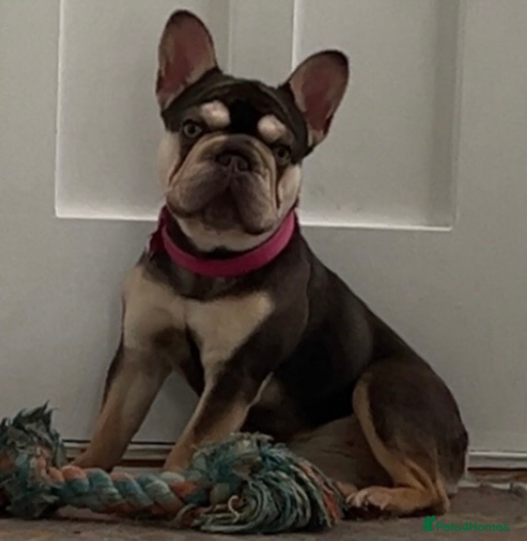 French Bulldog dogs for sale: Female French Bulldog For Sale - Advert 3
