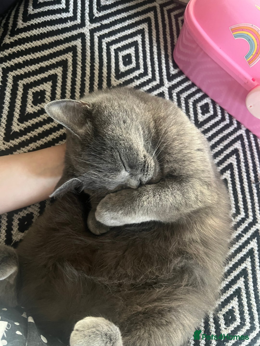 British Shorthair cats for sale: Lovely Female British shorthair - Advert 2