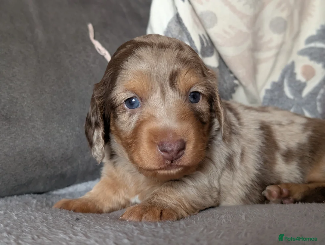 Miniature Dachshund dogs for sale: KC reg Miniature Dachshund long and short haired  - Advert 2