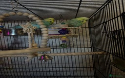Budgerigars birds for sale: Flock of 5 Budgies (3 Handtamed) - Image 11