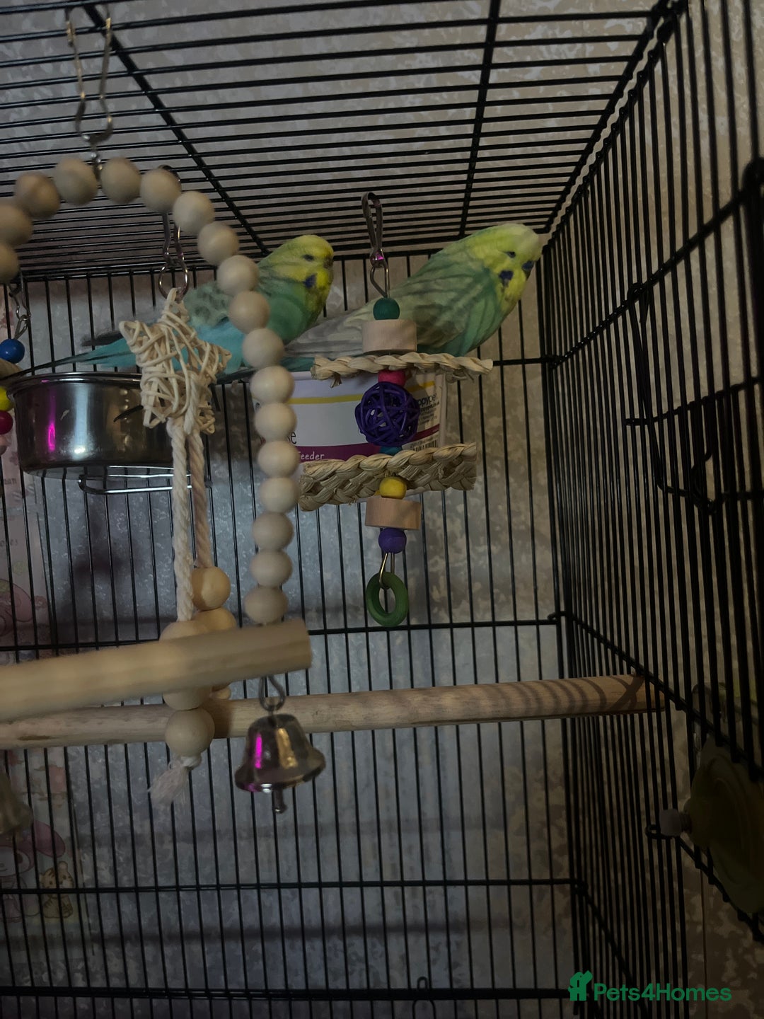 Budgerigars birds for sale: Flock of 5 Budgies (3 Handtamed) - Image 11