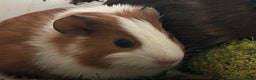 Guinea Pig rodents for sale: Beautiful Baby Guinea Pigs. - Advert 21